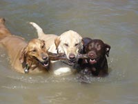 Wagging Tails on the Trails